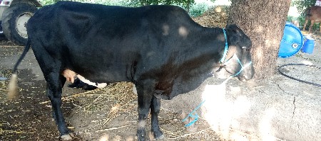 6.5 મહીના ની ક્રોસ ગાય આપવાની છે.