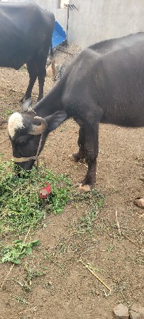 પાડી વેચવા નીછે