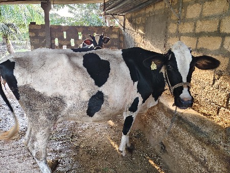 એસબ ગાય