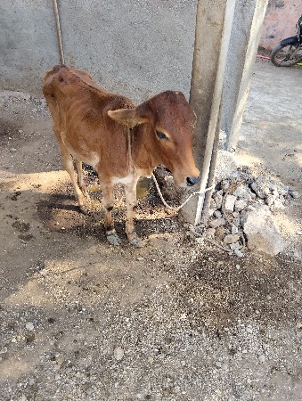 બે ગાયવેશવાની  પાશ  પાશ મયના ગાભહે