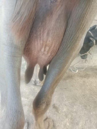 ભેંસ વેચવાની છે