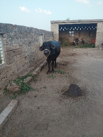 ભેંસ વેચવાની છે