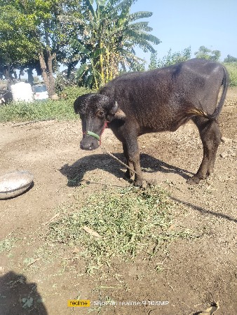 પાડી