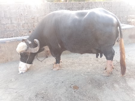 ભેંસ વેચવાની છે