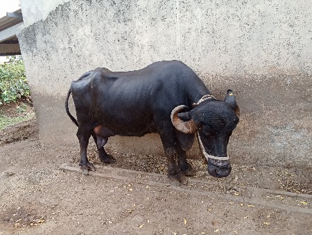 ભેંશ વેચવાની છે