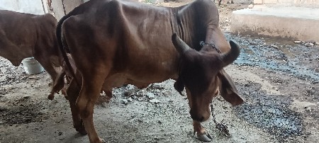 ગાય