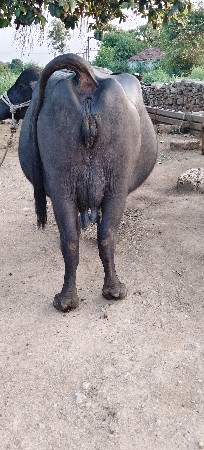 ભેંસ વેચવાની છે