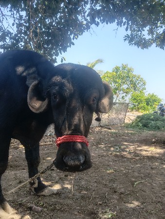 ટોપલી ખડેલિ