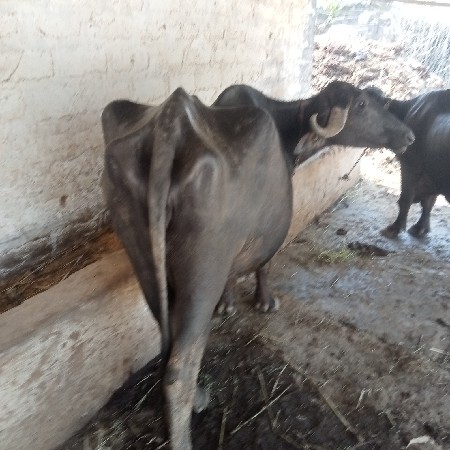 મહિનો દિવસ ની કાચી