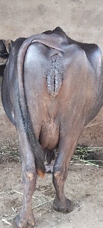 ભેસ વેચવાની છે વેતર 3 લેવાની