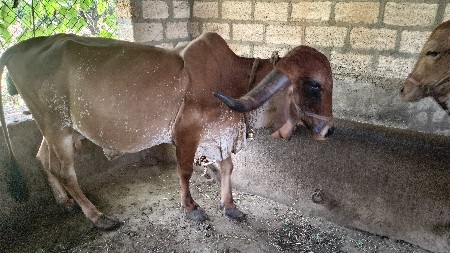 ગાય વેચવાની