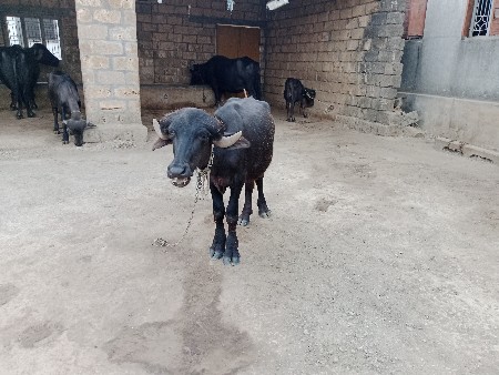 પાડો વેચવાનો છે