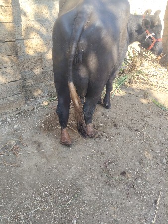ભેંસ 2 વેતર બની