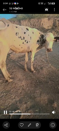 હોડકી વેચવાની છે