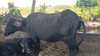 ભેશ વેચવાની છે
