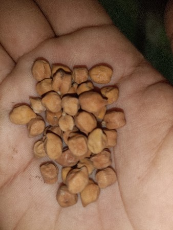 ચણા નું બિયારણ વેચવા નું છે