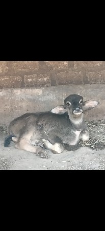 પાડો