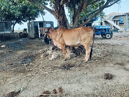 ગીર ગાય વેચવાની છે