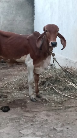ગીર વાશડી છૅ