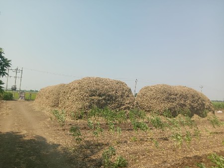 મગફળી નો પાલો વિગા 38 નો વેચવાનો