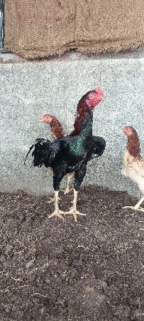બ્લેક બર્ડ