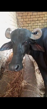 સાટા કરવા ના છે