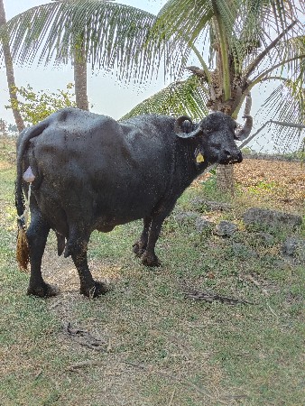 ભેંસ વેચવાની છે