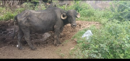 બે વેચવાની છે બીજા બીજા વેતન