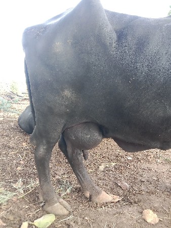 પારેટ ભેંસ એકાદ બે ખડેલા લેવા c