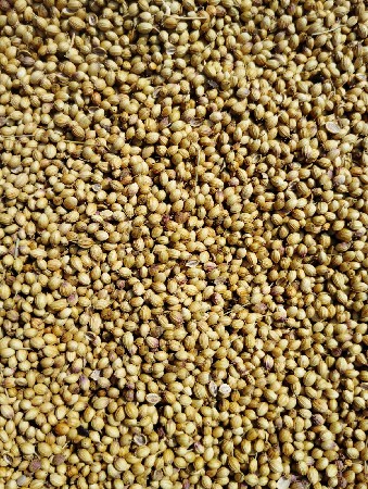 ધાણી નુ‌ બિયારણ વેચવાનું છે