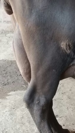 ભેંસ વેચવાની છે