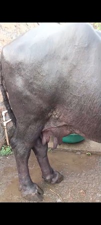 ભેંસ વેચવાની સે