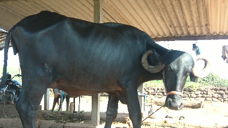 બે ભેસૂ છે બધી જવાબ દારી