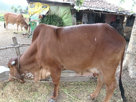 ૨વેતર 5મેયના નો ગાબ સે