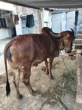 ગીર ગાય વેચવાની છે
