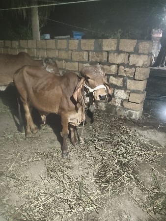 વાશળો