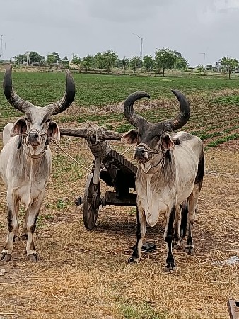 બળદ વેચવાના છે