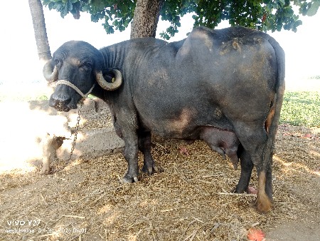 ભેંસ વેચવાની છે
