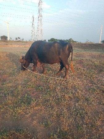 ભેંસ વેચવા ની છે