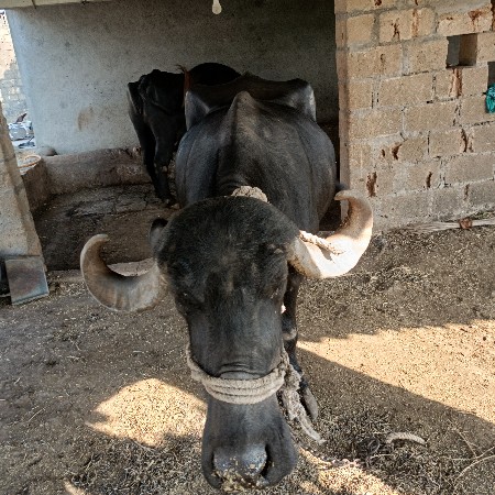 ભેંસ વેચવાની છે