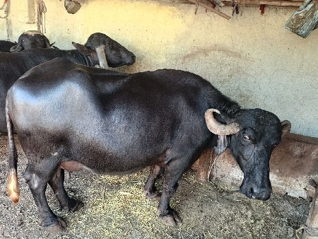 ભેંસ વેચવાની છે