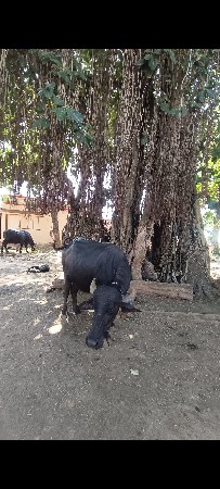 ભેંશ વેચવાની છે