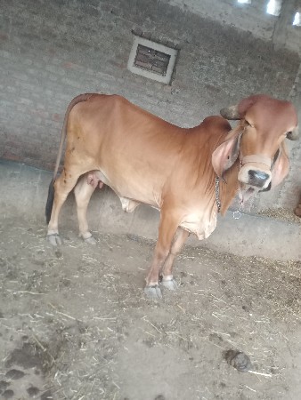 ga vechva ni che