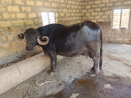 ભેંસ વેશવાની સે ત્રી ૩ વેતર