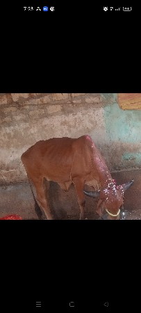 ગીર ઓડકી
