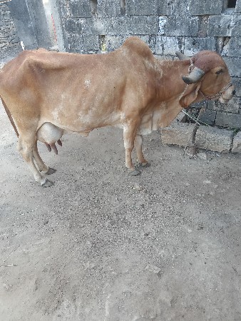 ગાય વેચવાની છે પાસ લીટર દુધ