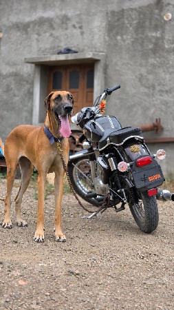 વેચવાની છે