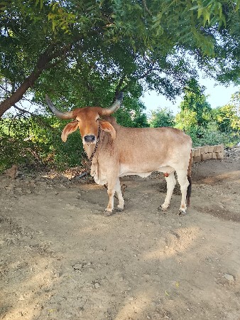 ગાય અને વાંસળી