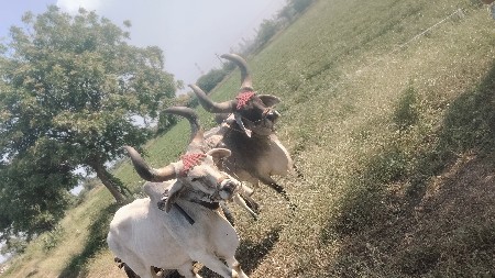 વેચવાના છે