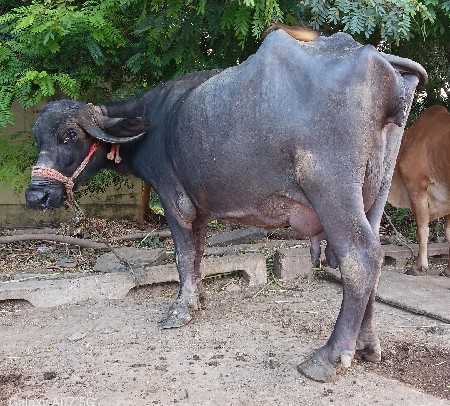 ભેંસ વેચવાની છે